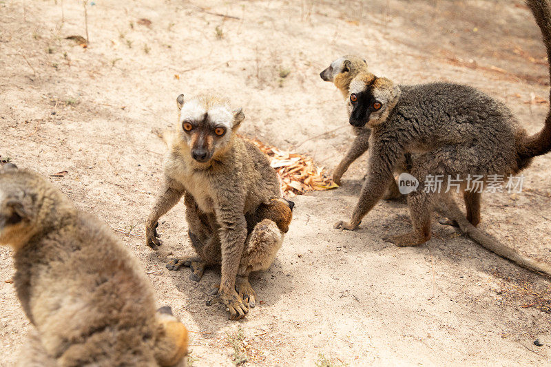 可爱的棕色狐猴(Eulemur fulvus)有橙色的眼睛。